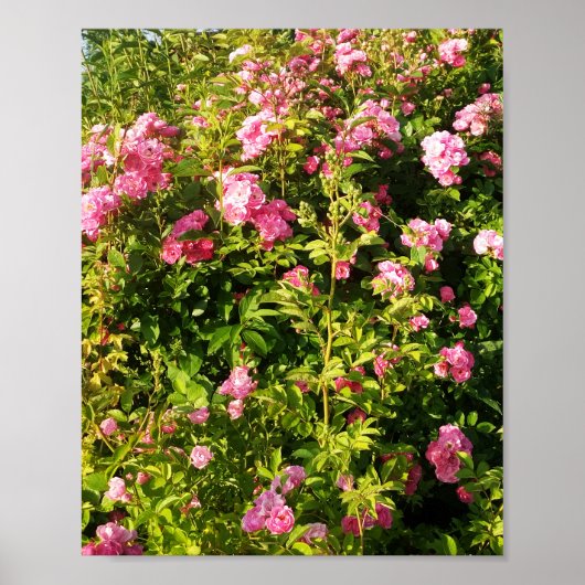 Roze rozen in bloei poster (Voorkant)