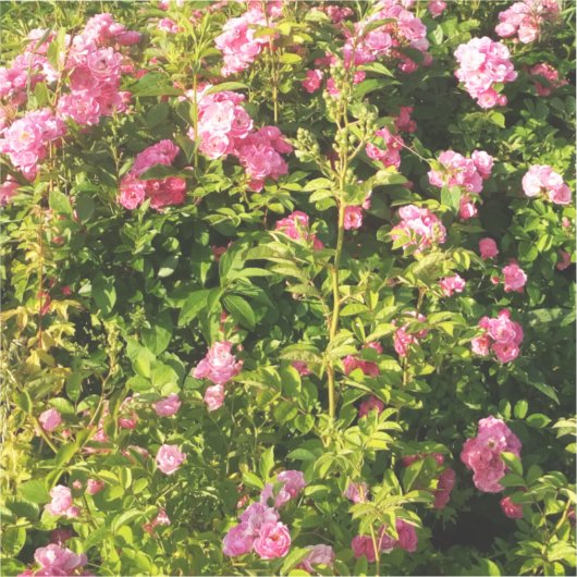 Roze rozen in bloei sticker (Voorkant)