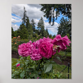 Roze rozen in de Portland Rose Garden Poster