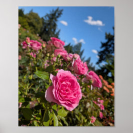 Roze rozen in een zonnige Portland rozentuin Poster