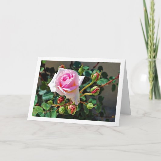 Roze Rozen Kaart (Voorkant)