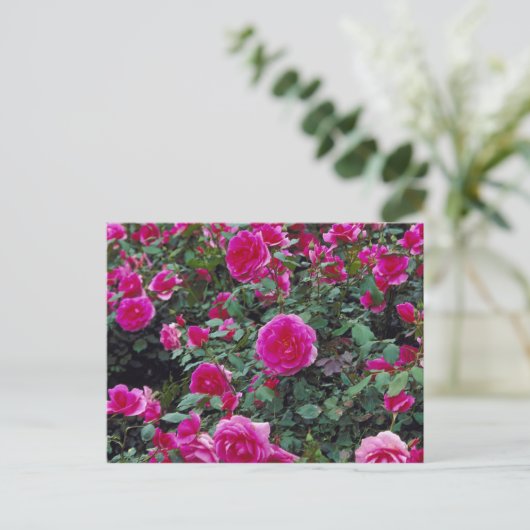  roze rozen op struik briefkaart (Staand voorkant)