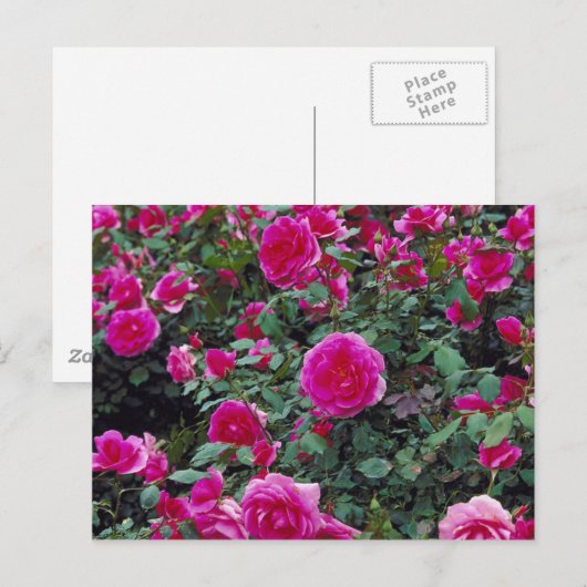  roze rozen op struik briefkaart (Voorkant / Achterkant)