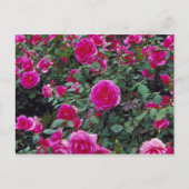  roze rozen op struik briefkaart (Voorkant)