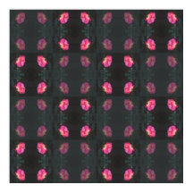 Roze rozen patroon