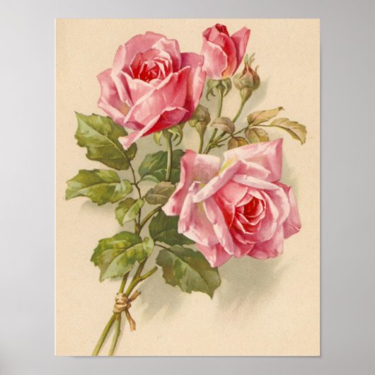 roze rozen poster (Voorkant)