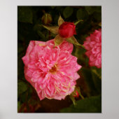 Roze rozen poster (Voorkant)