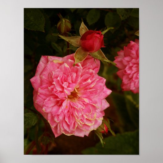 Roze rozen poster (Voorkant)