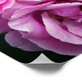 Roze rozen poster (Hoek)