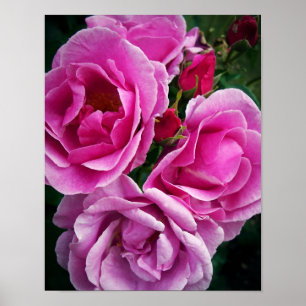 Roze rozen poster