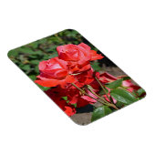 Roze rozen printmagneet magneet (Rechterzijde)