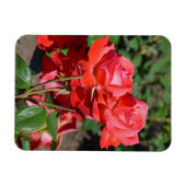 Roze rozen printmagneet magneet (Horizontaal)