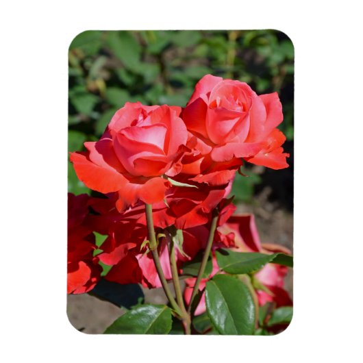 Roze rozen printmagneet magneet (Verticaal)