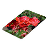 Roze rozen printmagneet magneet (Linkerzijde)