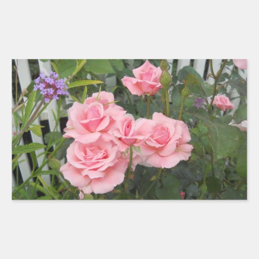 Roze rozen rechthoekige sticker (Voorkant)