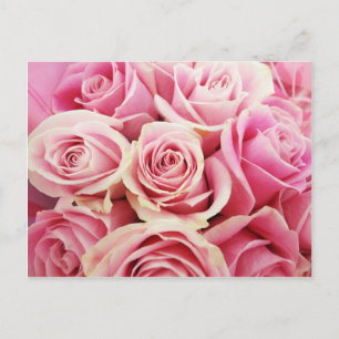 Roze Rozen Rose Boeket Rosey Roze Bloemen Struik Briefkaart