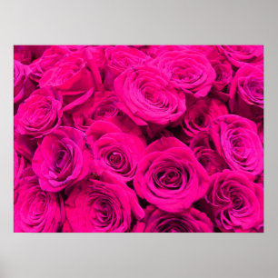 Roze rozen roze bloemen roze bloemig poster