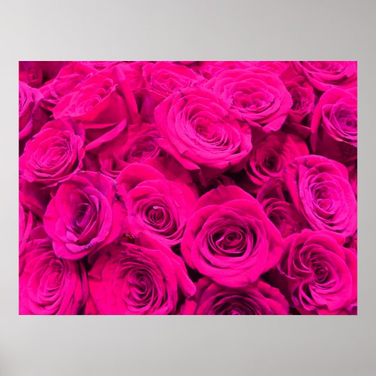 Roze rozen roze bloemen roze bloemig poster (Voorkant)