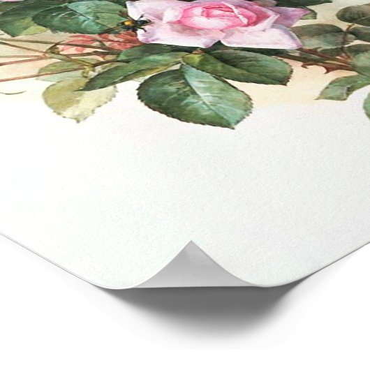  roze rozen schilderen poster (Hoek)