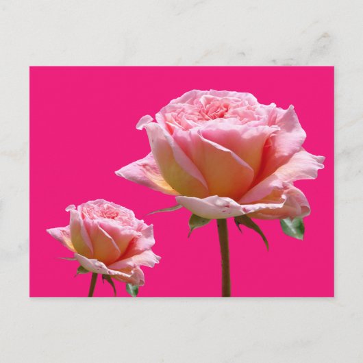 Roze rozen sluiten Cust. BG Kleur DIY Briefkaart (Voorkant)