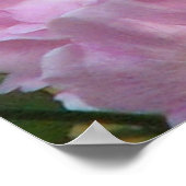 Roze Rozen van Noisette Poster (Hoek)