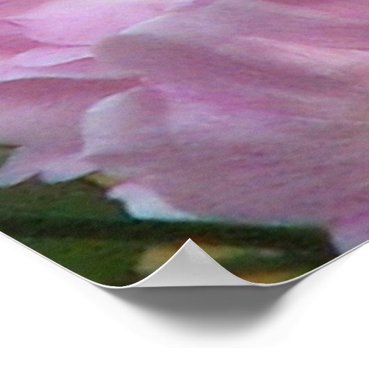 Roze Rozen van Noisette Poster (Hoek)