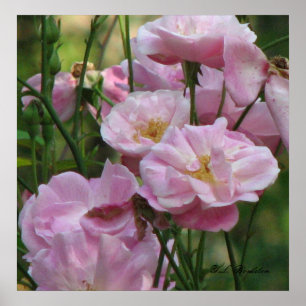 Roze Rozen van Noisette Poster