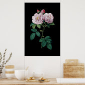 Roze rozen van Redoute zwarte achtergrond poster (Keuken)