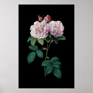 Roze rozen van Redoute zwarte achtergrond poster