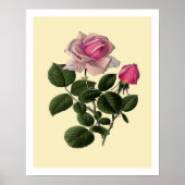 Roze Rozen van thee Poster (Voorkant)