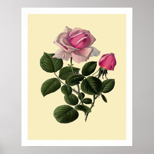 Roze Rozen van thee Poster (Voorkant)