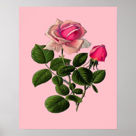 Roze Rozen van thee Poster (Voorkant)