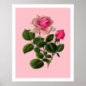 Roze Rozen van thee Poster (Voorkant)