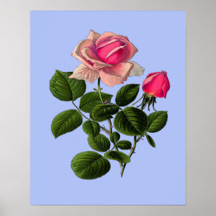 Roze Rozen van thee Poster
