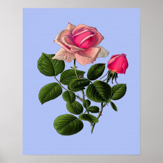 Roze Rozen van thee Poster (Voorkant)