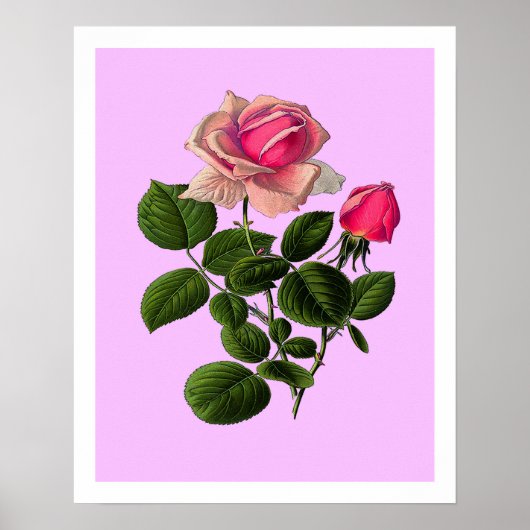 Roze Rozen van thee Poster (Voorkant)