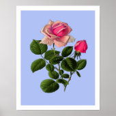 Roze Rozen van thee Poster (Voorkant)