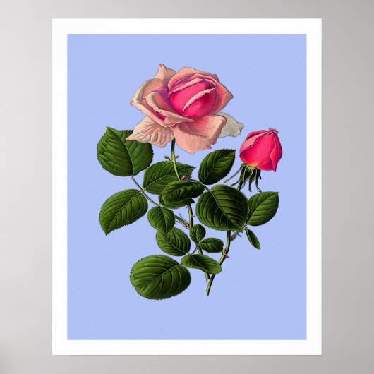Roze Rozen van thee Poster (Voorkant)