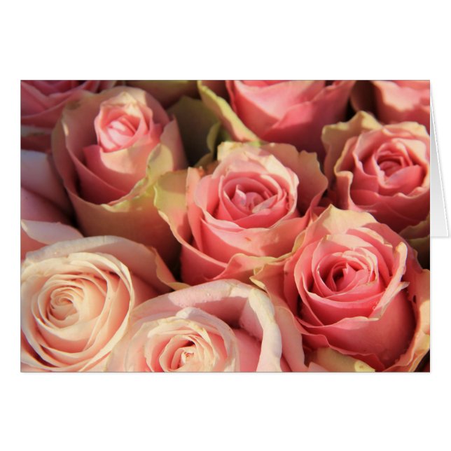Roze rozen van therosegarden (Voorkant Horizontaal)