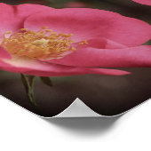 Roze Rozenblaadjes Abstract  Poster (Hoek)