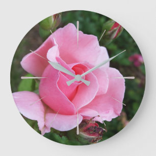 roze rozenbloei grote klok