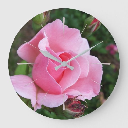 roze rozenbloei grote klok (Voorkant)