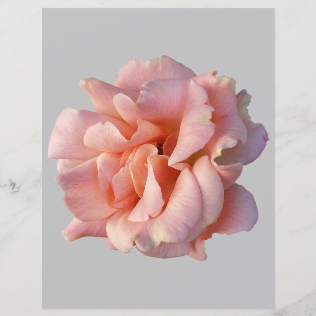 roze rozenbloem (Voorkant)