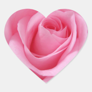Roze rozenbloem dicht bij afbeelding hart sticker
