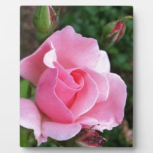 roze rozenbloem fotoplaat (Voorkant)