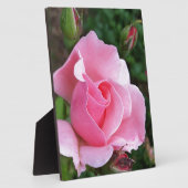 roze rozenbloem fotoplaat (Zijkant)