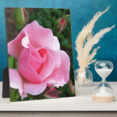 roze rozenbloem fotoplaat (Zijkant)