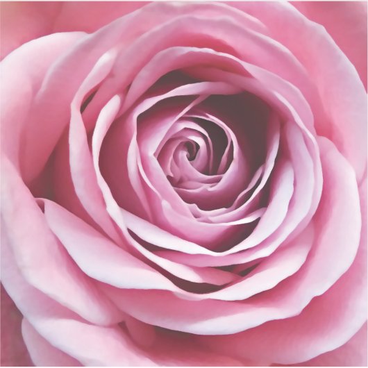 Roze rozenbloem in bloementuin sticker (Voorkant)