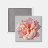 roze rozenbloem magneet (Voorkant / Achterkant)