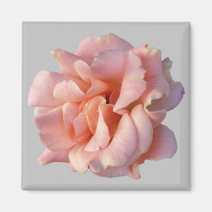 roze rozenbloem magneet